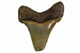 Serrated, Angustidens Tooth - Megalodon Ancestor #158843-1